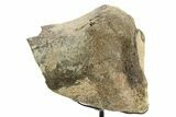 Fossil Sauropod Partial Vertebra w/ Metal Stand - Colorado #363646-1